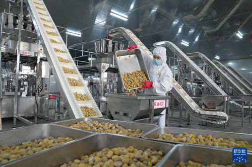 新材料技術驅動河北遵化農產品深加工，助力鄉村振興